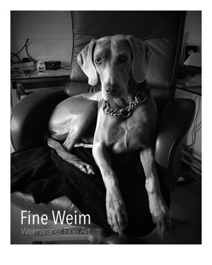 Weimaraner Fine Art Print: Working Dog