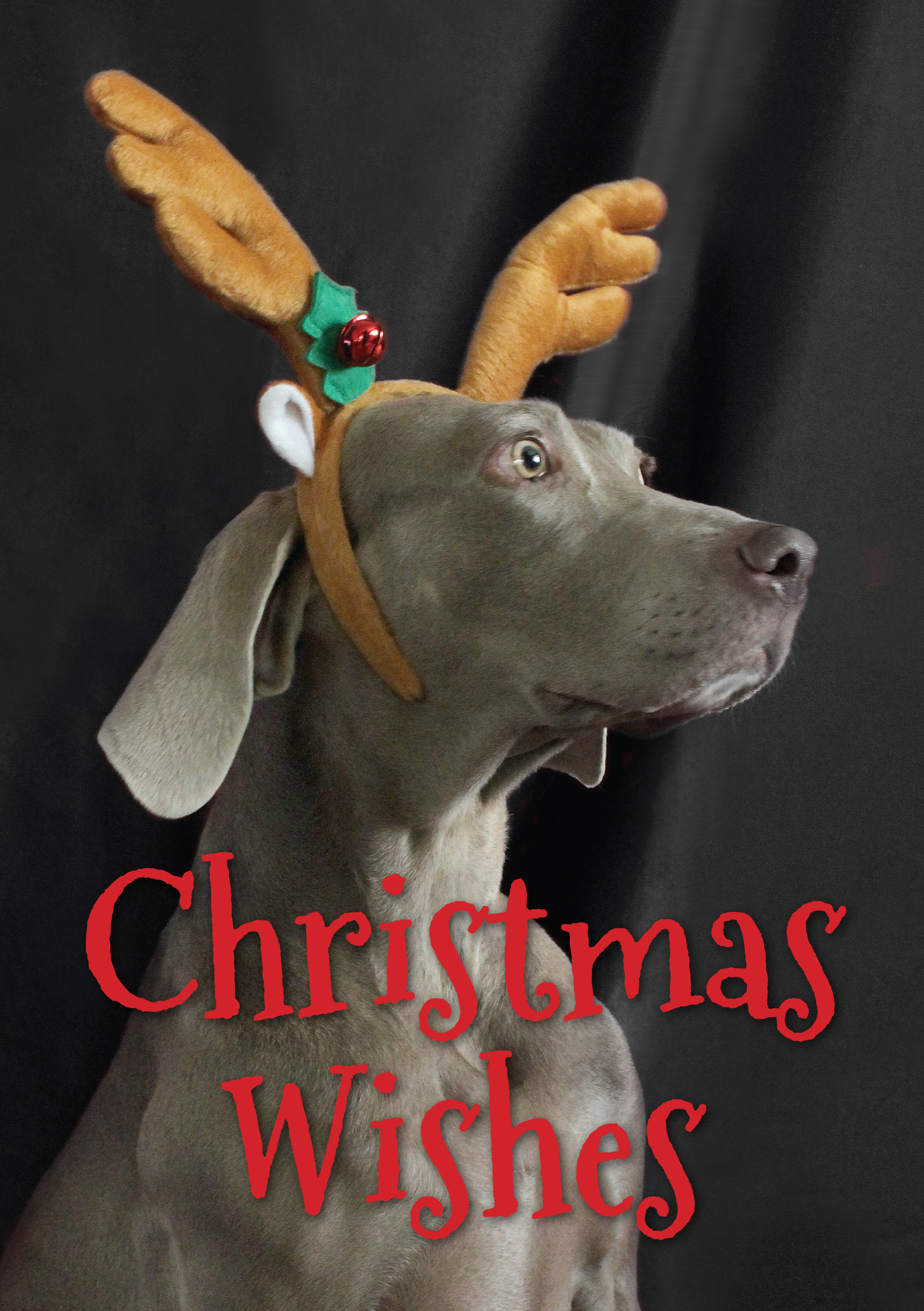 Reindeer - Fine Weim Christmas Card