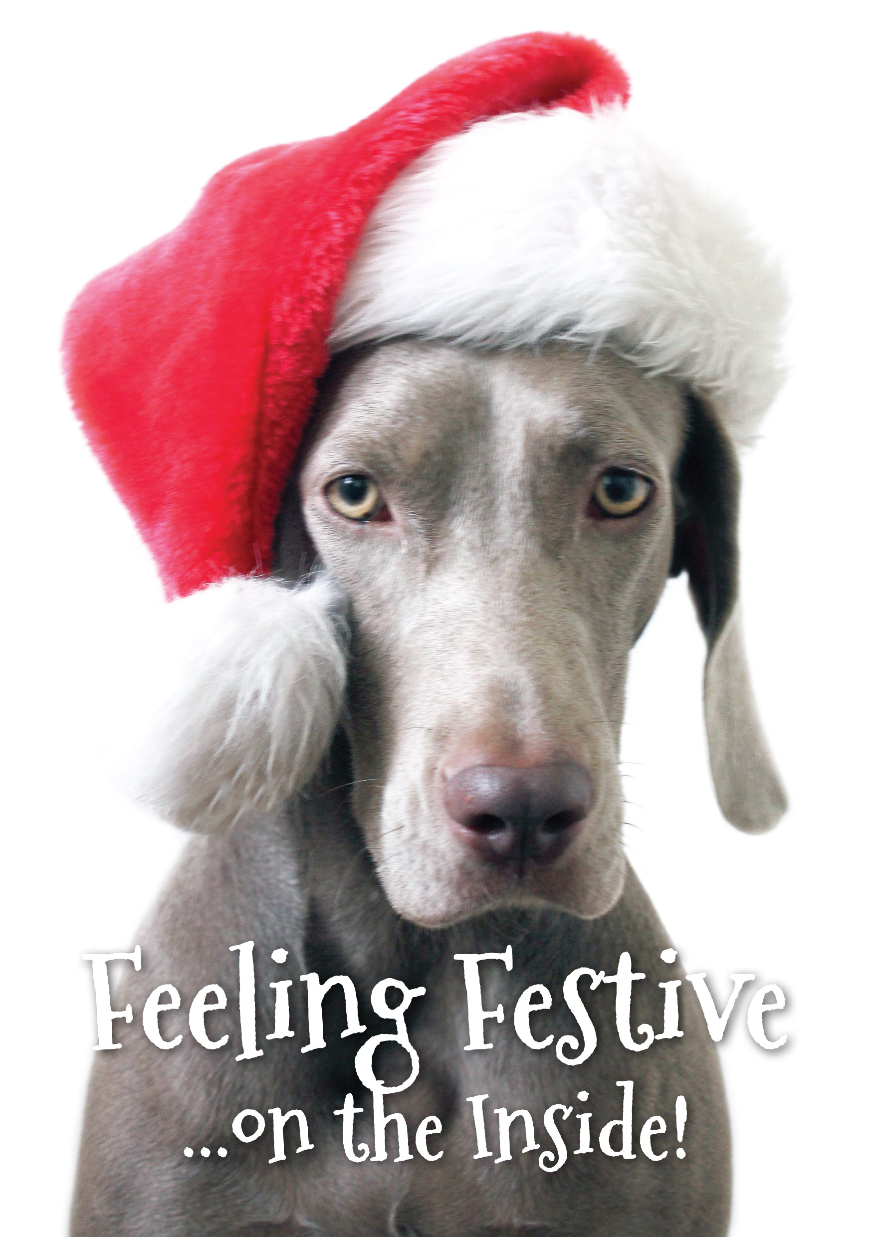 Feeling Festive - Fine Weim Christmas Card